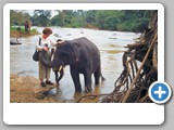 Penawara Elephant Orphanage Sri Lanka